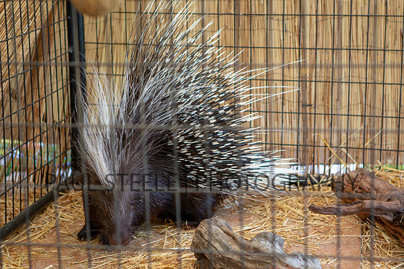 2018_07_jc-fair_033