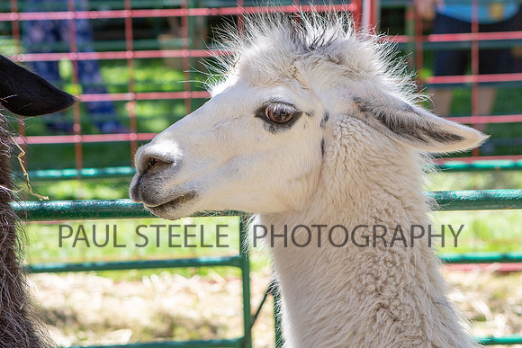 2018_07_jc-fair_034