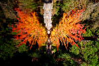 Lithia Park, Ashland