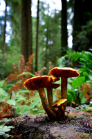 California Redwoods
