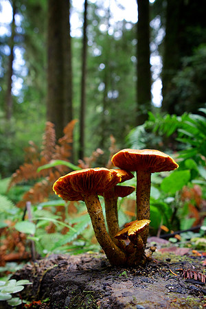 California Redwoods