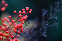 Berries
